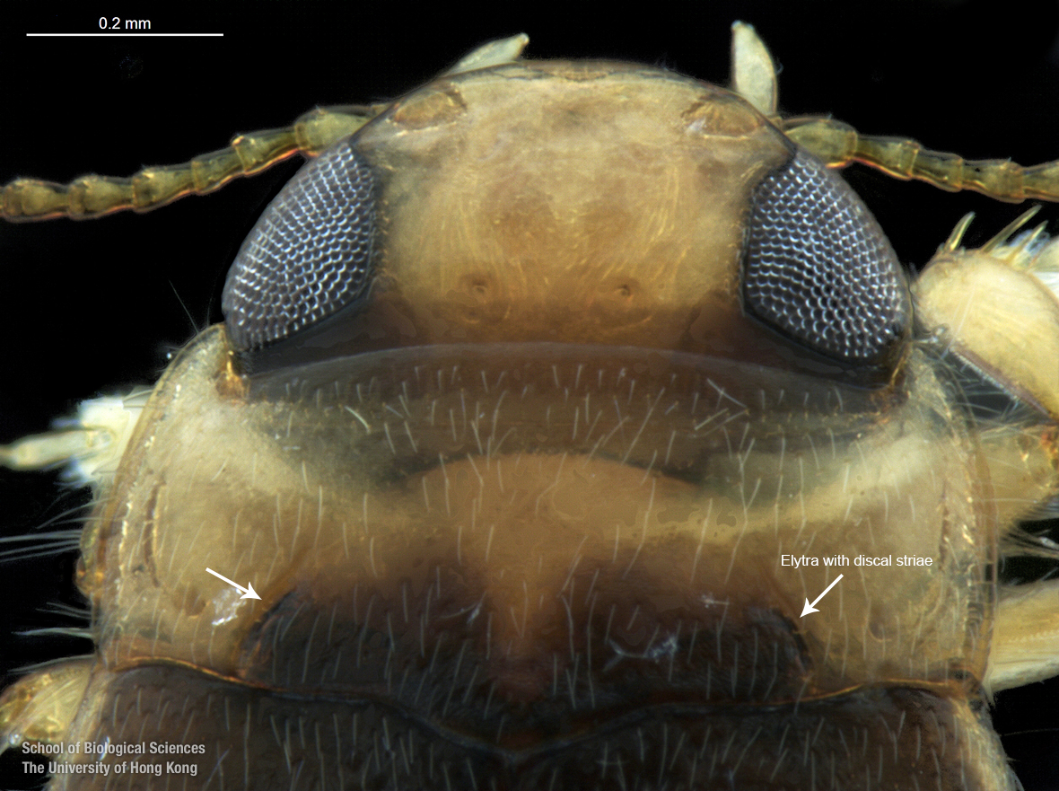Cranium and pronotum (dorsal view)